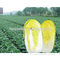 Hybrid Cabbage seeds for growing-SPY